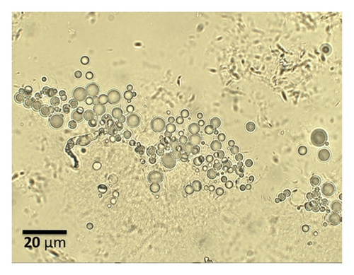 Details are in the caption following the image