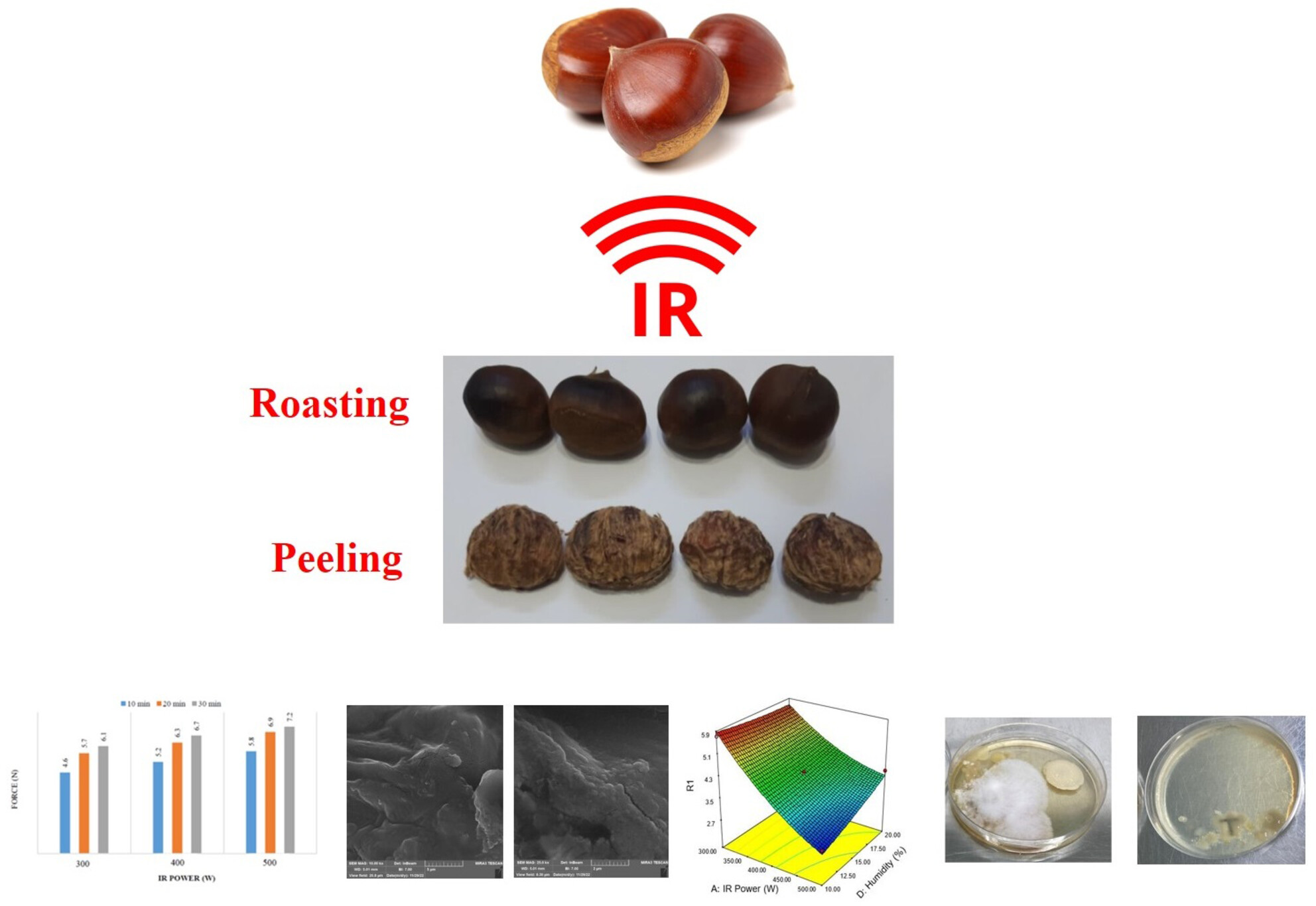 Investigating Infrared Radiation on Peeling and Roasting Chestnut Seeds (Castanea sativa Mill.) and Its Effect on the Physical, Chemical, and Sensory Characteristics of the Product