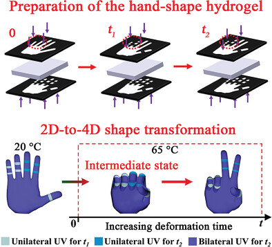 Precisely Defining Local Gradients of Stimuli-Responsive Hydrogels for Complex 2D-to-4D Shape Evolutions