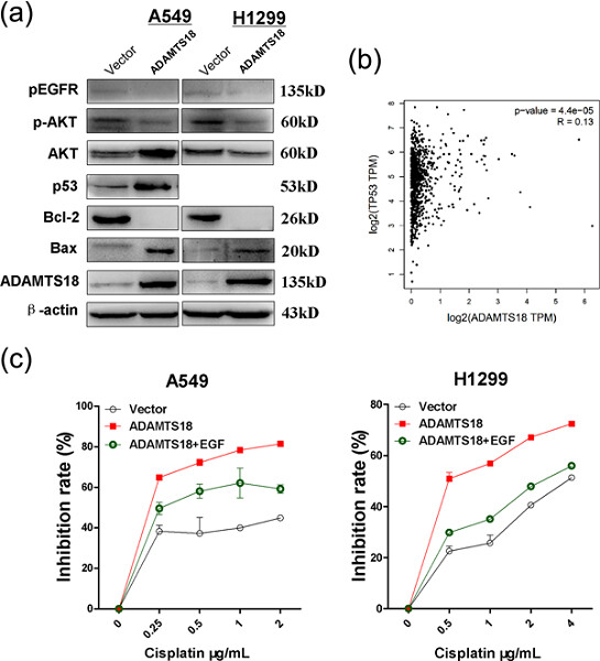 Inactivation of ADAMTS18 by aberrant promoter hypermethylation contribute to lung cancer progression