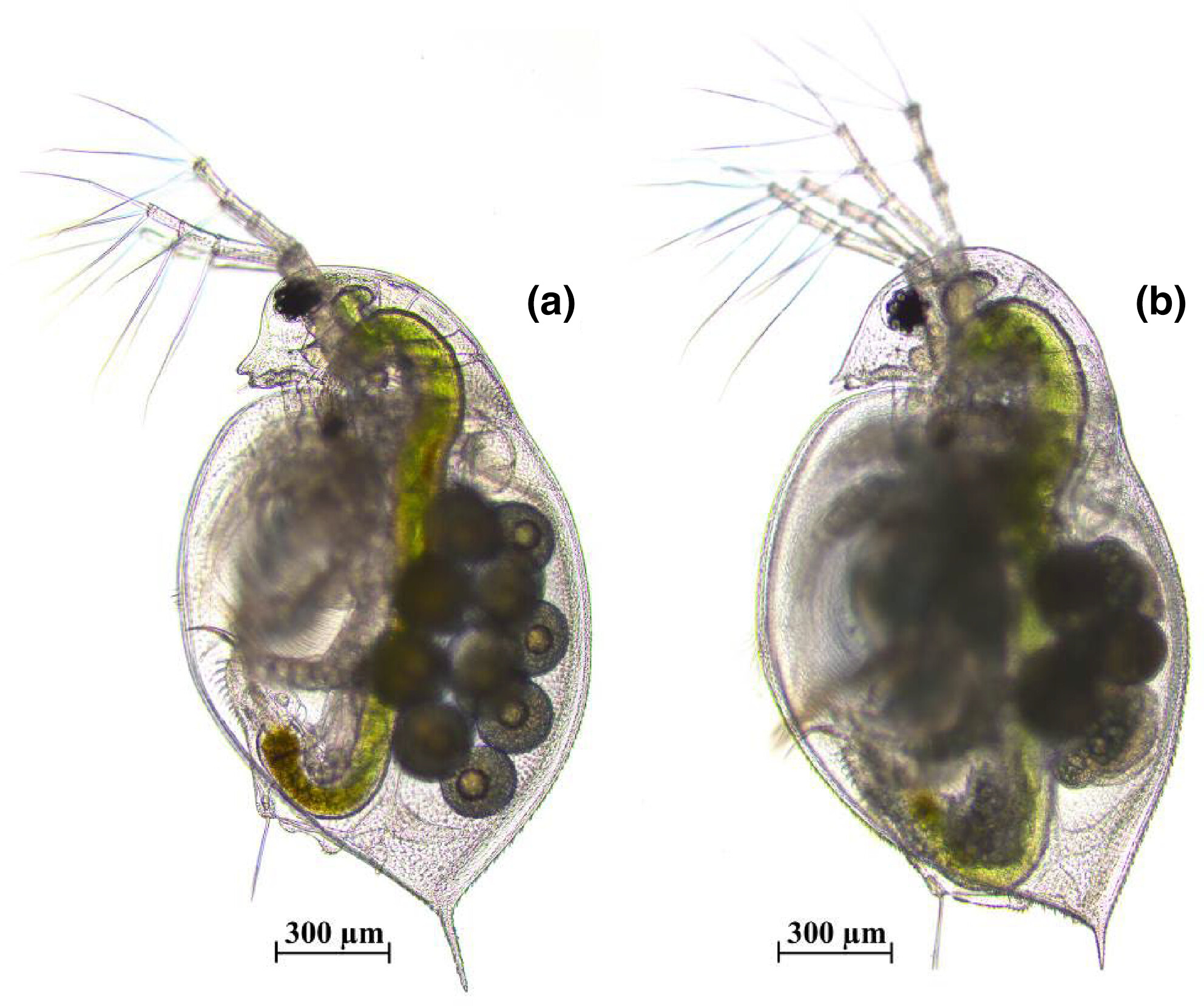 Morphological and life-history trait plasticity of two Daphnia species induced by fish kairomones