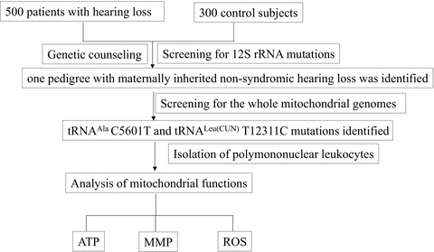 Maternally transmitted nonsyndromic hearing impairment may be associated with mitochondrial tRNAAla 5601C>T and tRNALeu(CUN) 12311T>C mutations