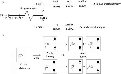 Nono-titanium dioxide exposure during the adolescent period induces neurotoxicities in rats: Ameliorative potential of bergamot essential oil