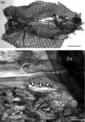 Details are in the caption following the image