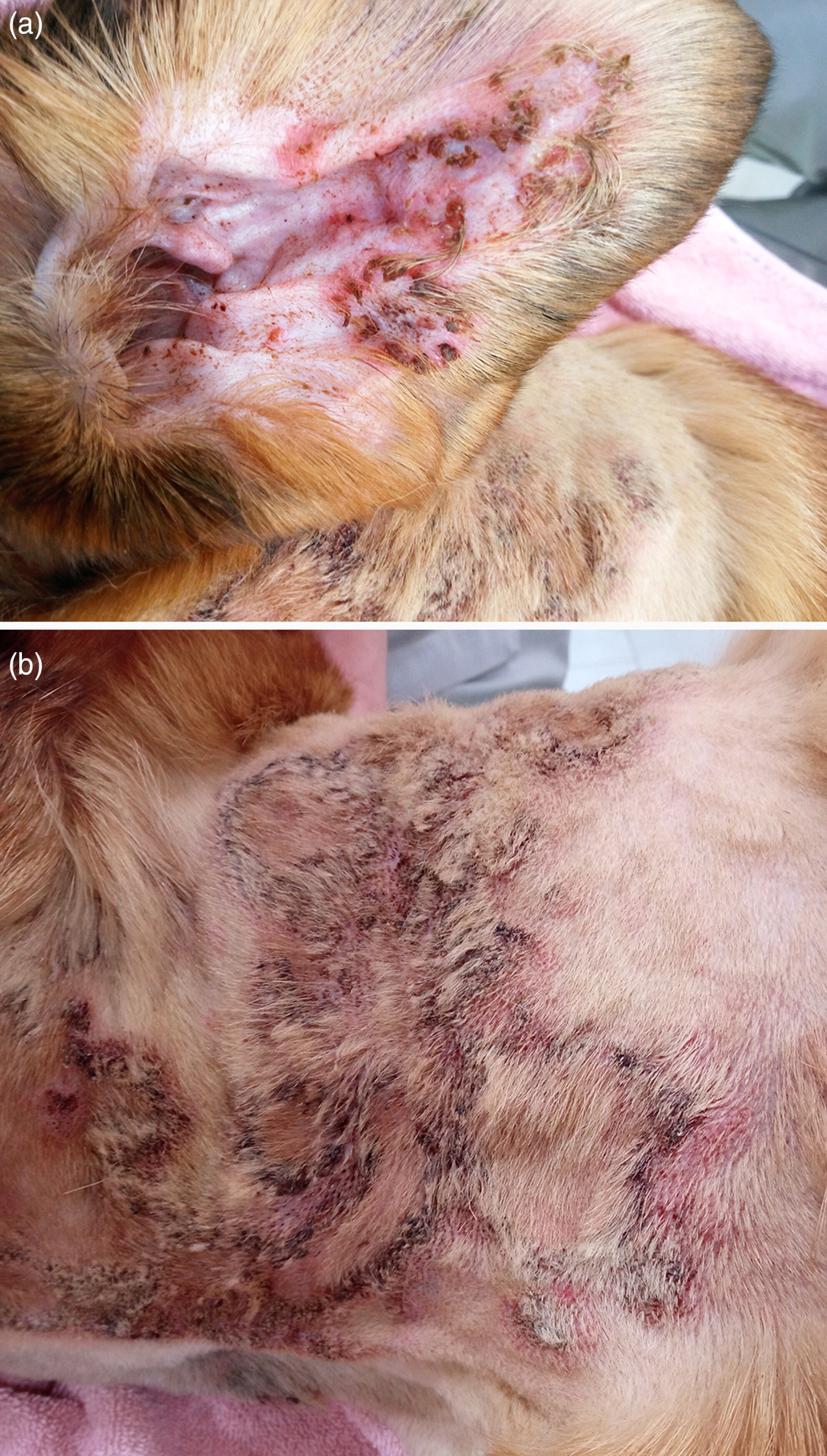 Putative pemphigus-like reaction to oral fluralaner in a dog