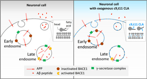 Suppression of amyloid-β secretion from neurons by cis-9, trans-11-octadecadienoic acid, an isomer of conjugated linoleic acid
