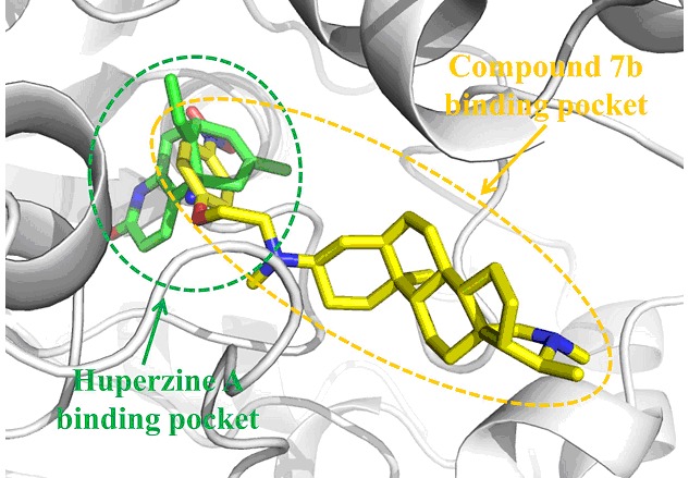Synthesis, Biological Activity Evaluation and Molecular Modeling Study on the New Isoconessimine Derivatives as Acetylcholinesterase Inhibitors