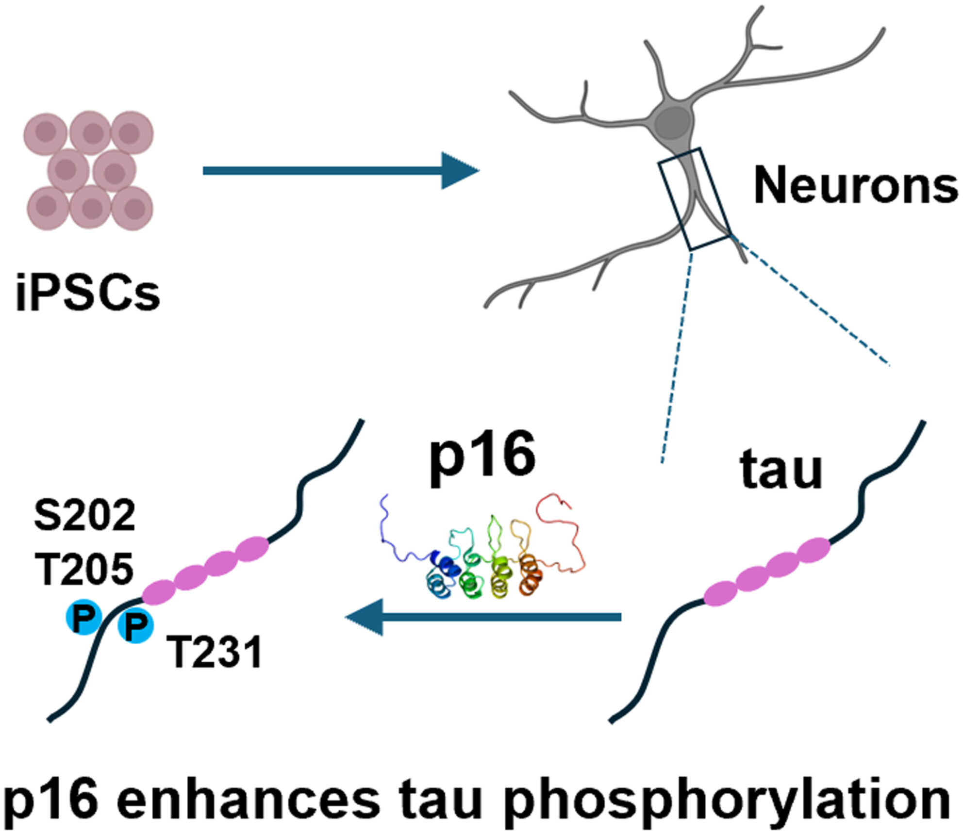 Elevated p16Ink4a Expression Enhances Tau Phosphorylation in Neurons Differentiated From Human-Induced Pluripotent Stem Cells