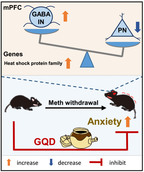 Gegen-Qinlian decoction—A traditional Chinese medicine formula—Alleviates methamphetamine withdrawal induced anxiety by targeting GABAergic interneuron-pyramidal neuron pathway in mPFC