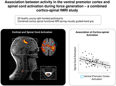 Association between activity in the ventral premotor cortex and spinal cord activation during force generation—A combined cortico-spinal fMRI study