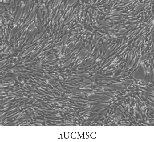 Details are in the caption following the image