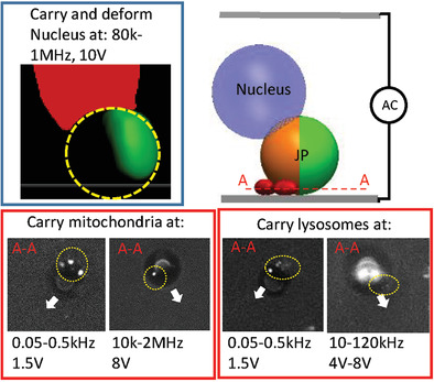 Active Particle Based Selective Transport and Release of Cell Organelles and Mechanical Probing of a Single Nucleus