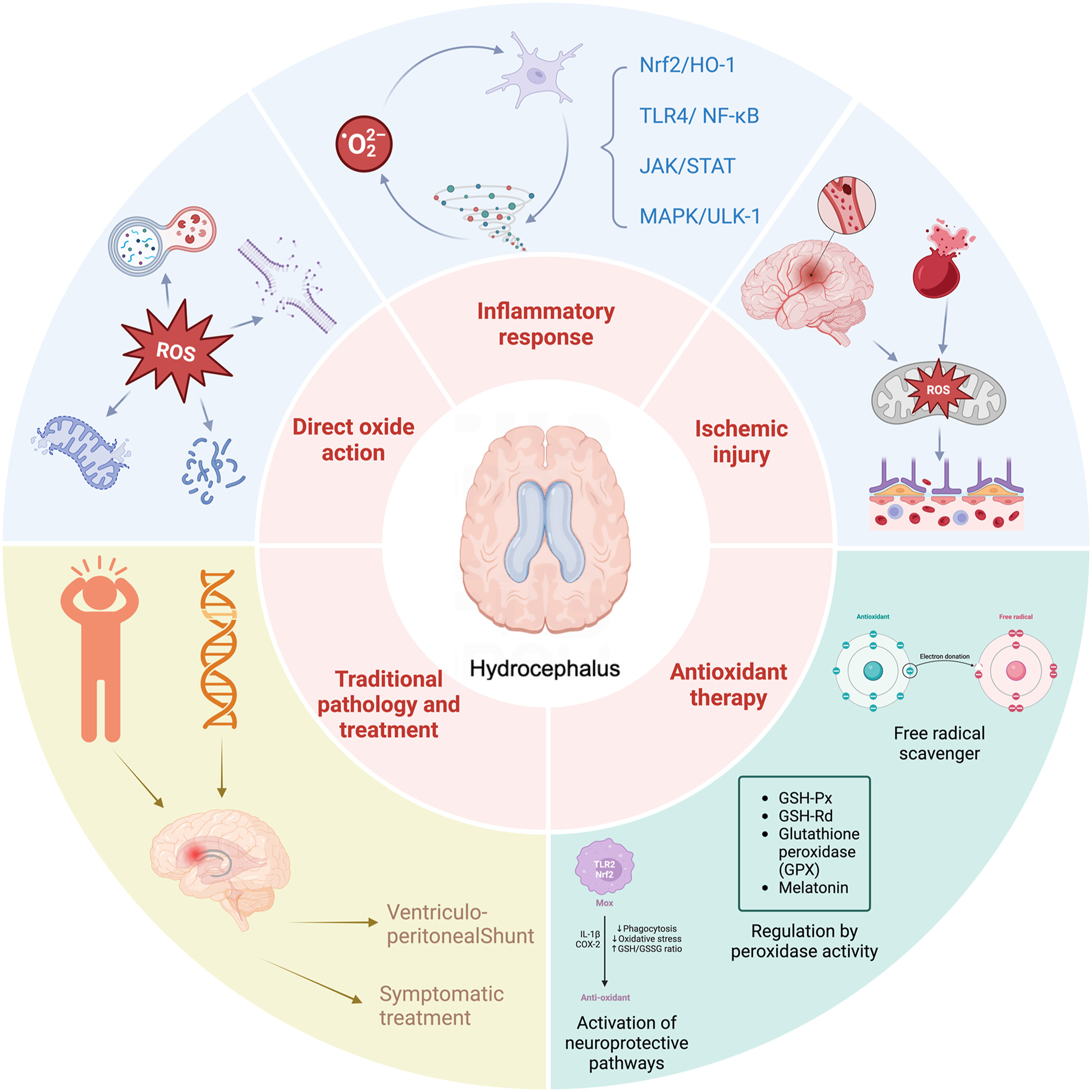 Oxidative stress in hydrocephalus: A new potential therapeutic target