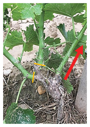 Details are in the caption following the image