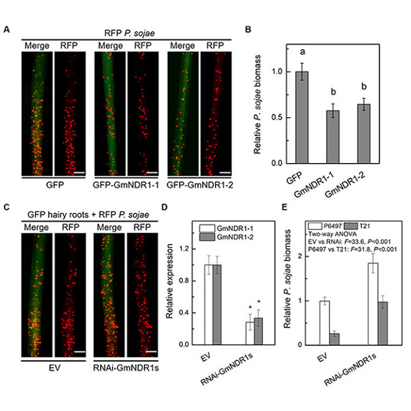 The Phytophthora effector Avh241 interacts with host NDR1-like proteins to manipulate plant immunity