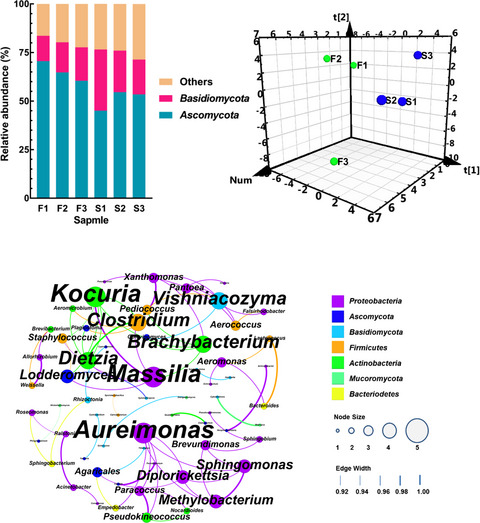 Characterization and discrimination of microbial community and co-occurrence patterns in fresh and strong flavor style flue-cured tobacco leaves