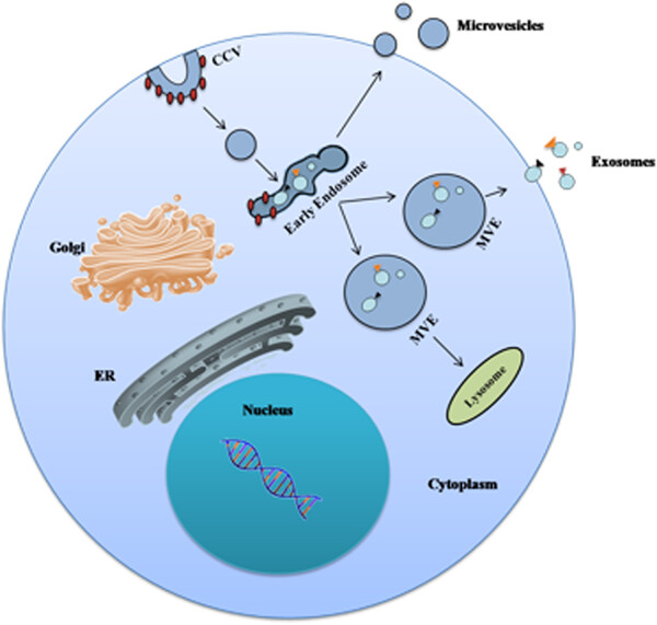 Exosomes: New insights into cancer mechanisms