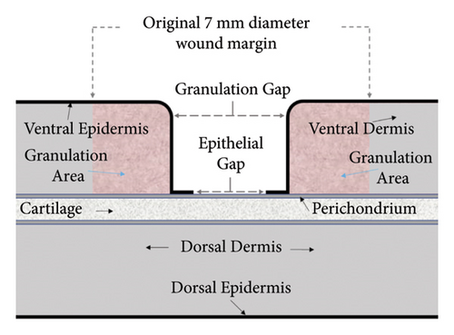 Details are in the caption following the image