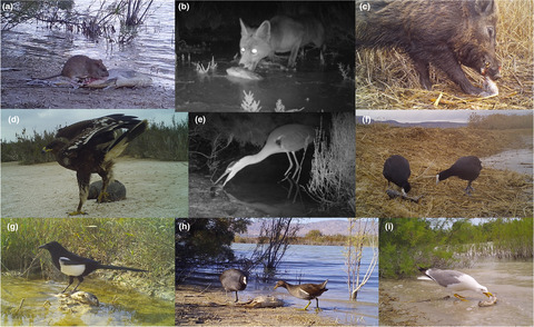 Scavenger guild and consumption patterns of an invasive alien fish species in a Mediterranean wetland