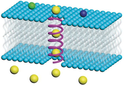 Pyridine/Oxadiazole-Based Helical Foldamer Ion Channels with Exceptionally High K+/Na+ Selectivity