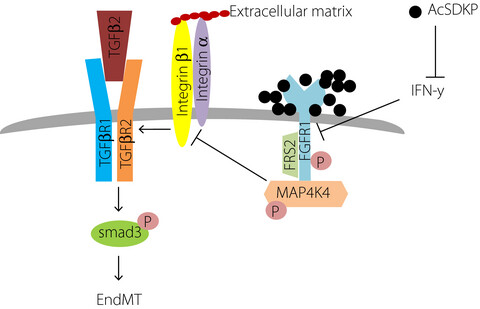 N-acetyl-seryl-aspartyl-lysyl-proline is a valuable endogenous antifibrotic peptide for kidney fibrosis in diabetes: An update and translational aspects