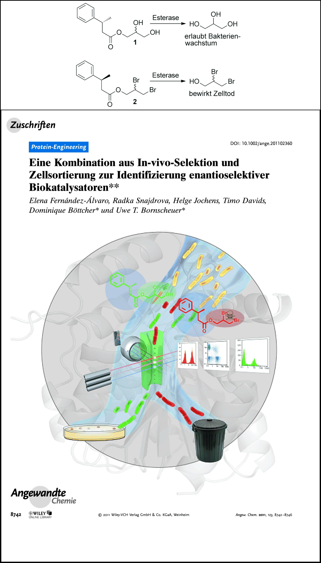 Eine Kombination aus In-vivo-Selektion und Zellsortierung zur Identifizierung enantioselektiver Biokatalysatoren
