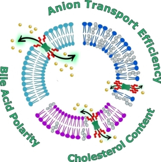 Anion Transport by Bambusuril-Bile Acid Conjugates: Drastic Effect of the Cholesterol Content