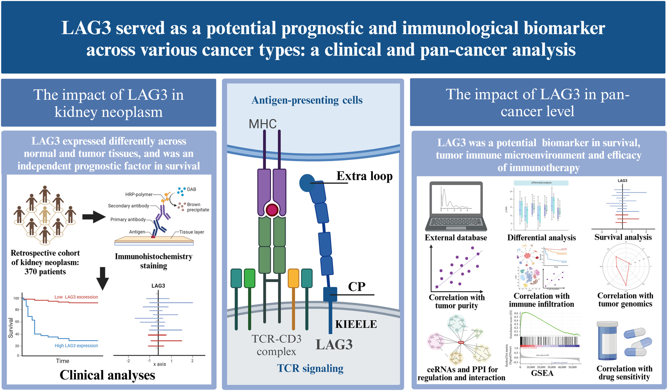 Lymphocyte activation gene 3 served as a potential prognostic and immunological biomarker across various cancer types: a clinical and pan-cancer analysis