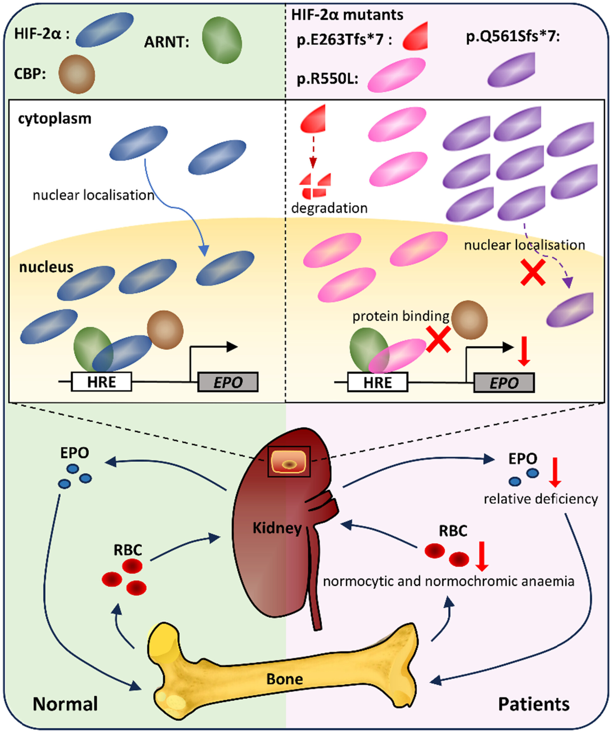 Elucidating loss-of-function mechanisms of monoallelic EPAS1 mutations underlying congenital hypoplastic anaemia in a paediatric anaemia cohort