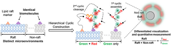 Location-Differentiated DNA Hierarchical Cyclic Construction Demarcating Identical Biomolecules Across Cell Membrane Microenvironments