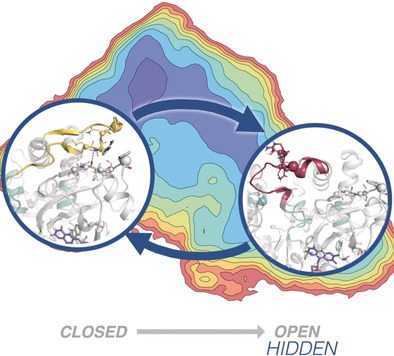 Hidden Conformations in Aspergillus niger Monoamine Oxidase are Key for Catalytic Efficiency