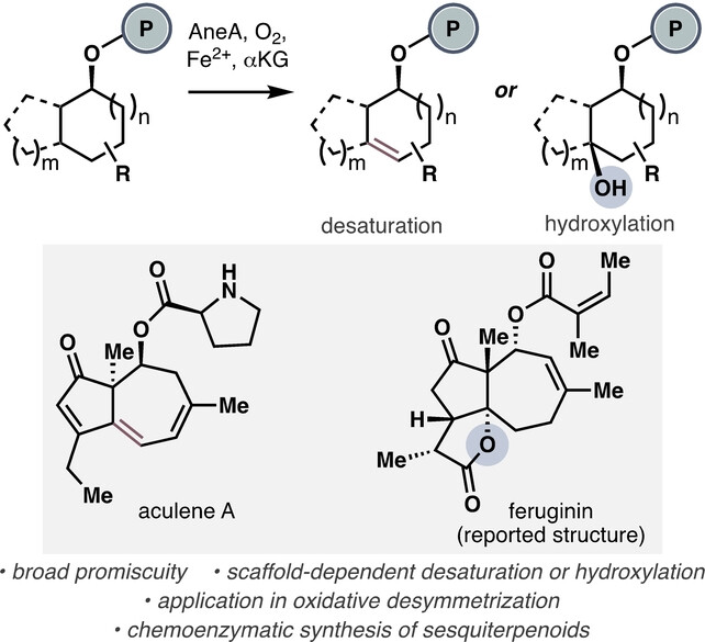 Discovery, Characterization and Synthetic Application of a Promiscuous Nonheme Iron Biocatalyst with Dual Hydroxylase/Desaturase Activity