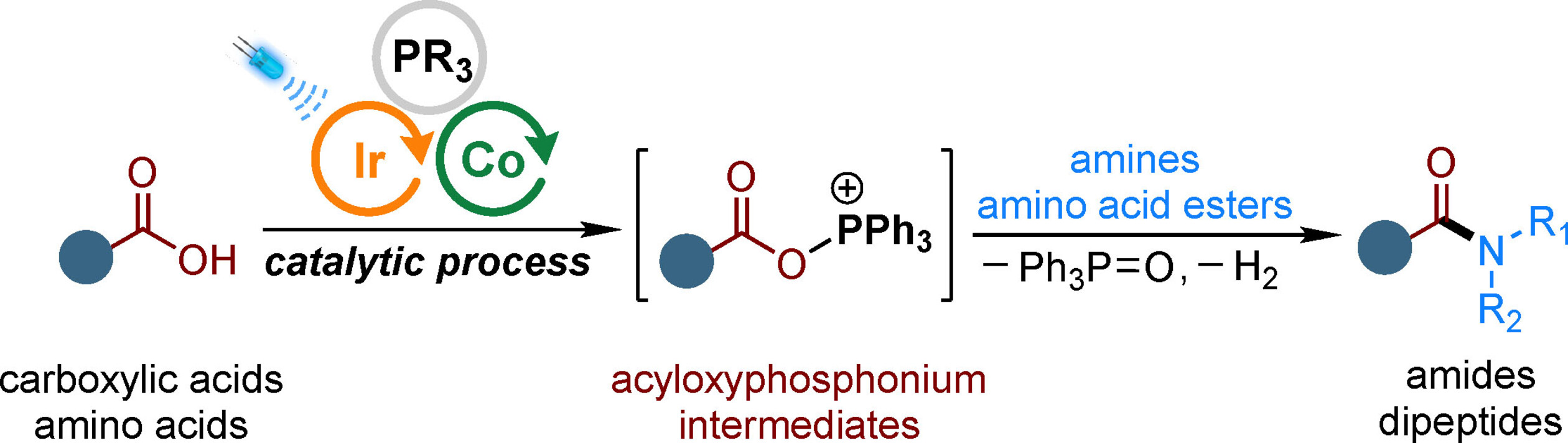 Generation of Oxyphosphonium Ions by Photoredox/Cobaloxime Catalysis for Scalable Amide and Peptide Synthesis in Batch and Continuous-Flow