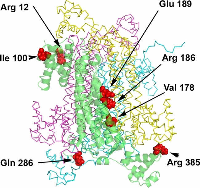 Mutations and Polymorphisms in the Human Argininosuccinate Lyase (ASL) Gene