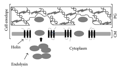Details are in the caption following the image Details are in the caption following the image