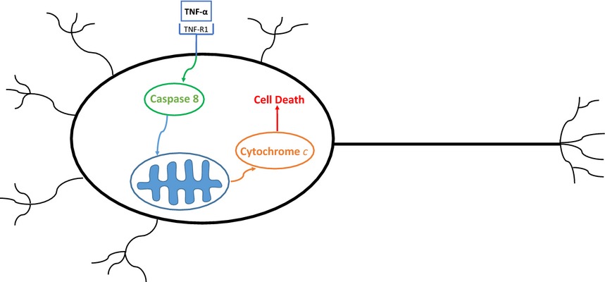 Rapid mitochondrial dysfunction mediates TNF-alpha-induced neurotoxicity