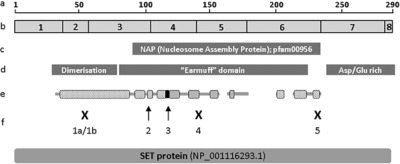 De novo mutations in the SET nuclear proto-oncogene, encoding a component of the inhibitor of histone acetyltransferases (INHAT) complex in patients with nonsyndromic intellectual disability