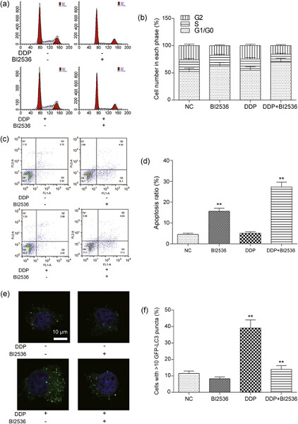 RETRACTED: Effect of PLK1 inhibition on cisplatin-resistant gastric cancer cells