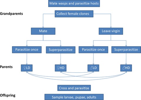 Genome methylation patterns across castes and generations in a parasitoid wasp