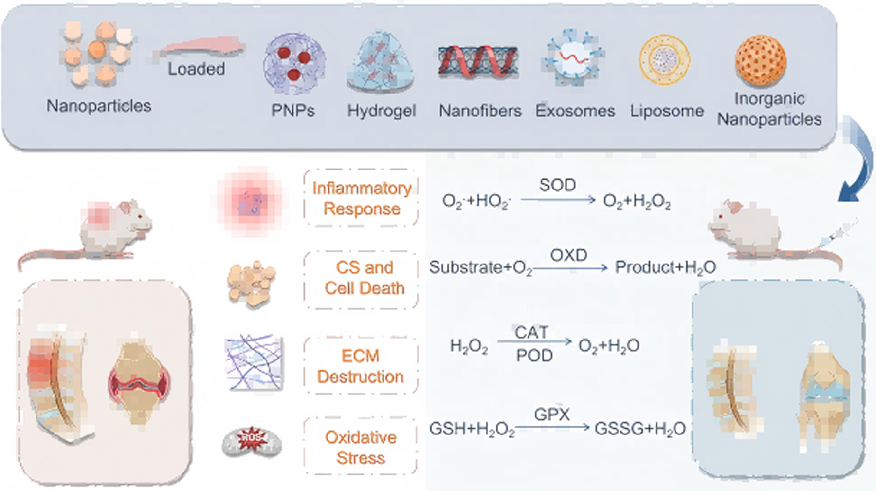 Bioengineered Nanozymes for Orthopedic Degenerative Diseases: From Catalytic Mechanisms to Multimodal Therapy Issue 2, 2025