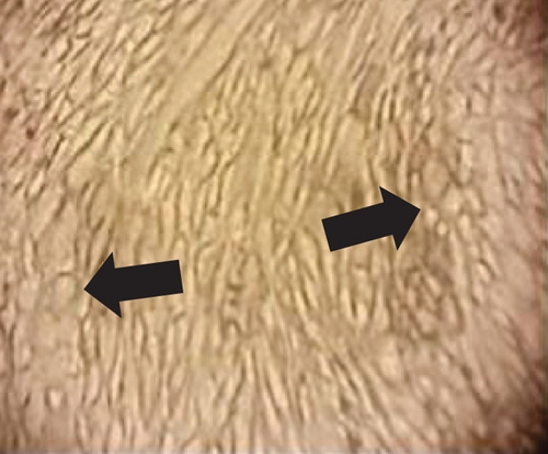 Details are in the caption following the image
