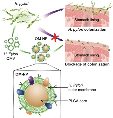 Inhibition of Pathogen Adhesion by Bacterial Outer Membrane-Coated Nanoparticles