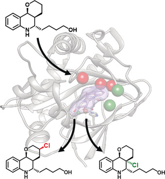 Evolved Aliphatic Halogenases Enable Regiocomplementary C−H Functionalization of a Pharmaceutically Relevant Compound