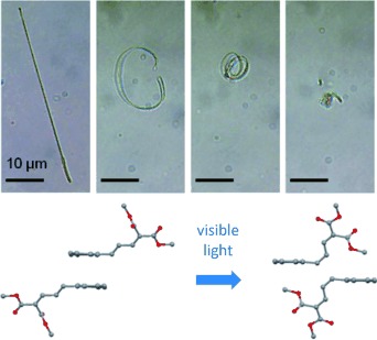 Photoinduced Curling of Organic Molecular Crystal Nanowires