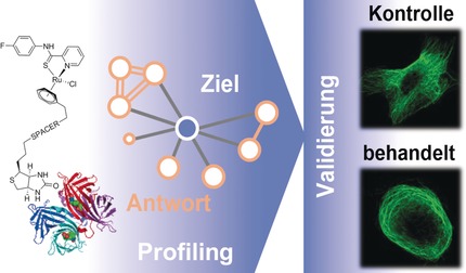 Ein Organoruthenium-Tumortherapeutikum mit unerwartet hoher Selektivität für Plectin