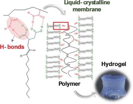 Self-Assembled Liquid-Crystalline Membranes Form Supramolecular Hydrogels via Hydrogen Bonding