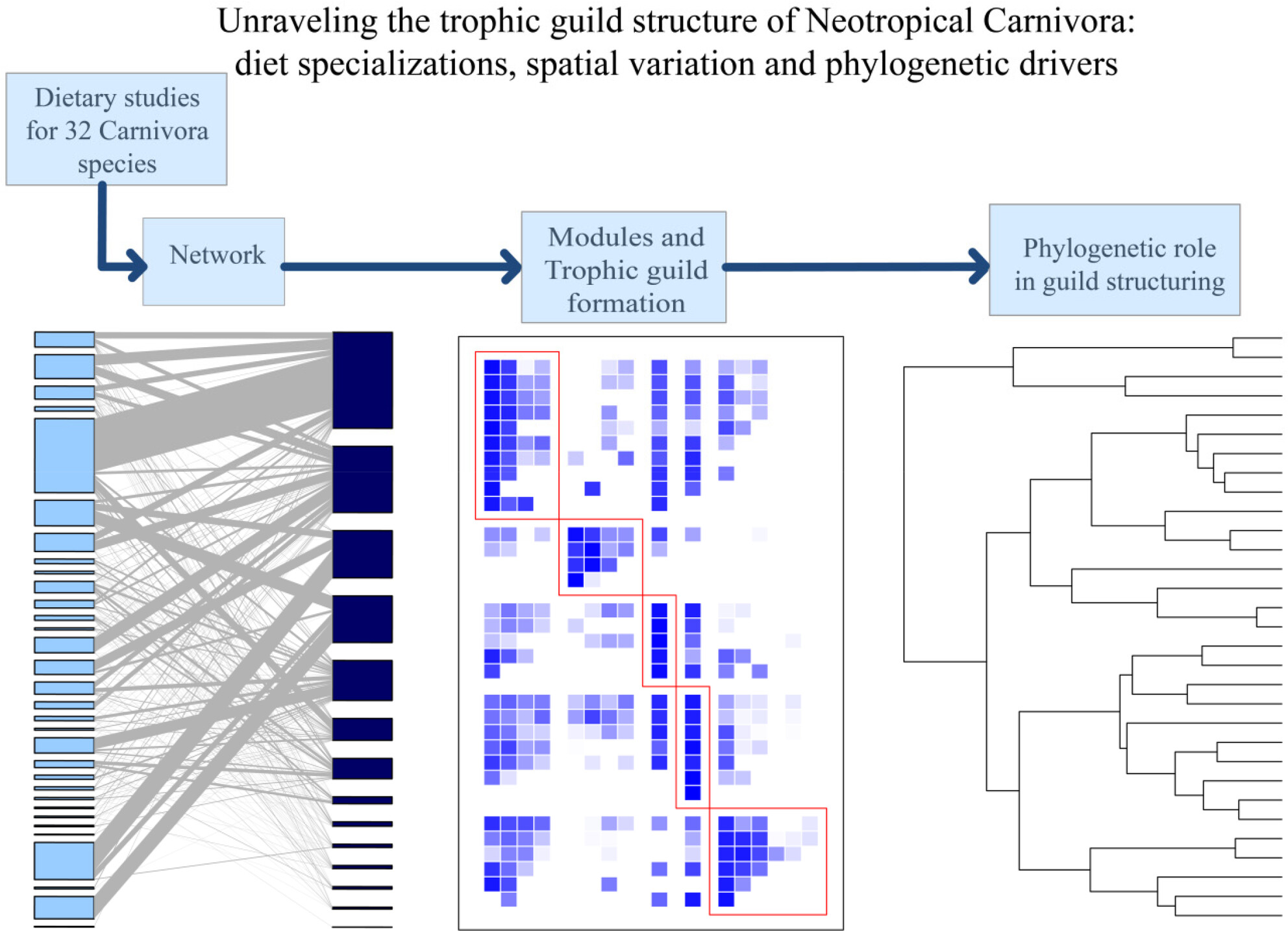 Unravelling the trophic guild structure of Neotropical Carnivora: diet specialisations, spatial variation and phylogenetic drivers