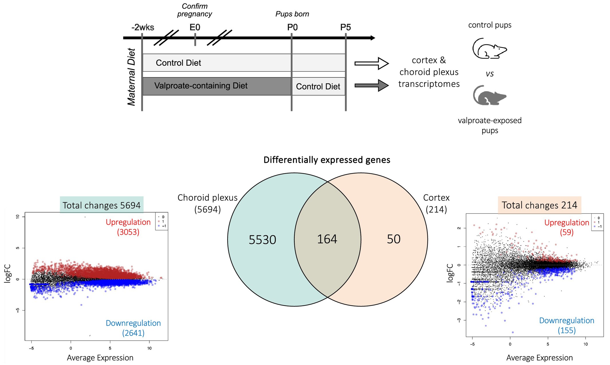 Gestational Valproate Exposure Induces Tissue-Specific Transcriptomic Changes in the Neonatal Brain and Choroid Plexus in a Rat Model of Epilepsy, GAERS