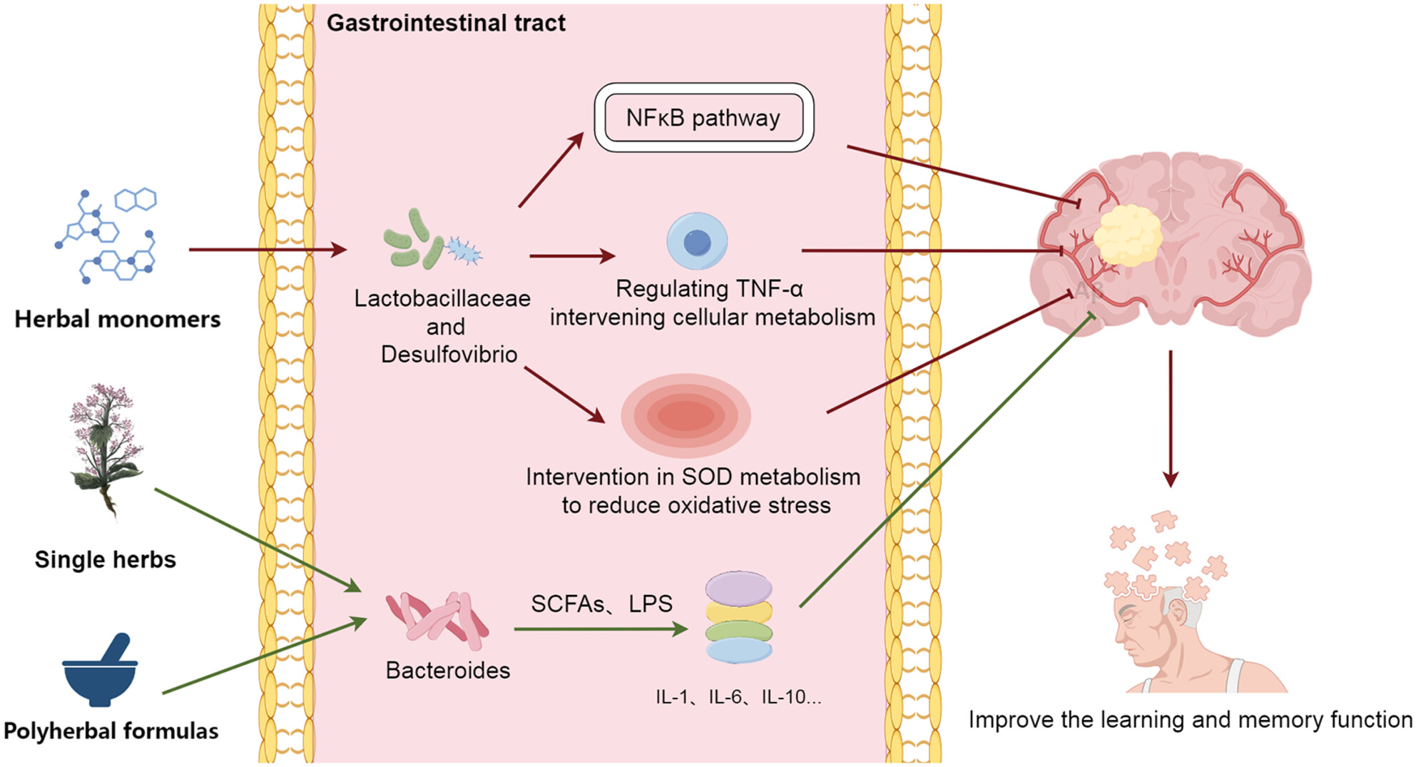 Prevention and Treatment of Alzheimer's Disease Via the Regulation of the Gut Microbiota With Traditional Chinese Medicine