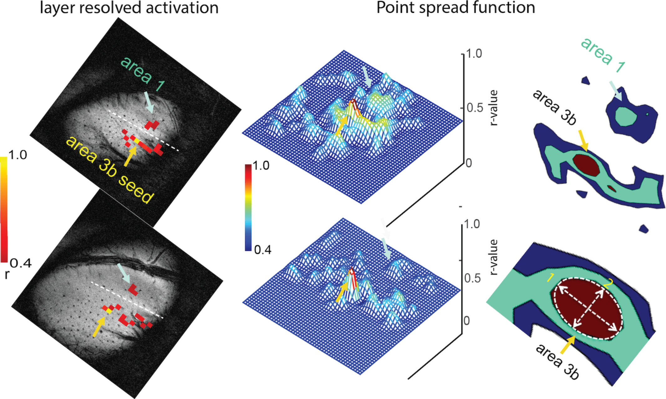 Machine Learning-Based Clustering of Layer-Resolved fMRI Activation and Functional Connectivity Within the Primary Somatosensory Cortex in Nonhuman Primates